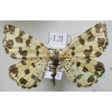 Pseudopanthera macularia (Linnaeus, 1758) Osmaganek plamek Czech12l